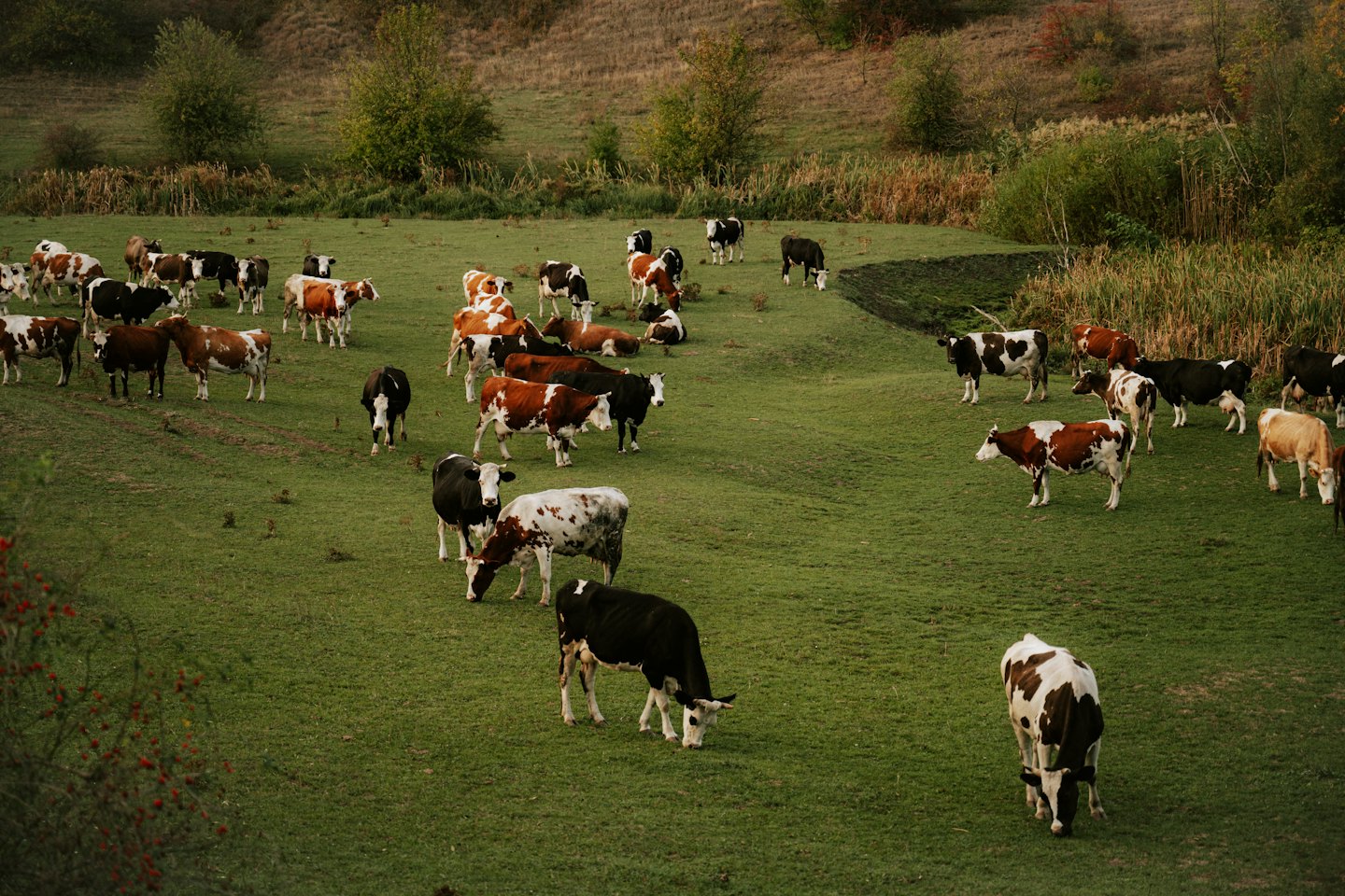 Vacas pastando en un gran prado verde con colinas onduladas.