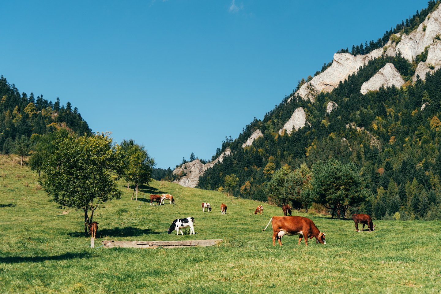 Vacas pastando en una ladera verde bajo picos de montañas rocosas.