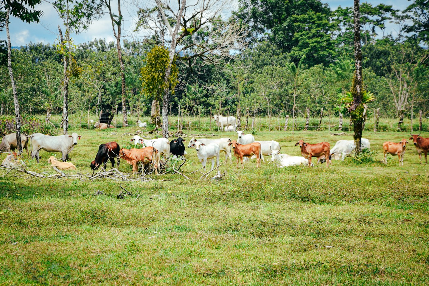 Vacas pastando y descansando en un prado verde con árboles.