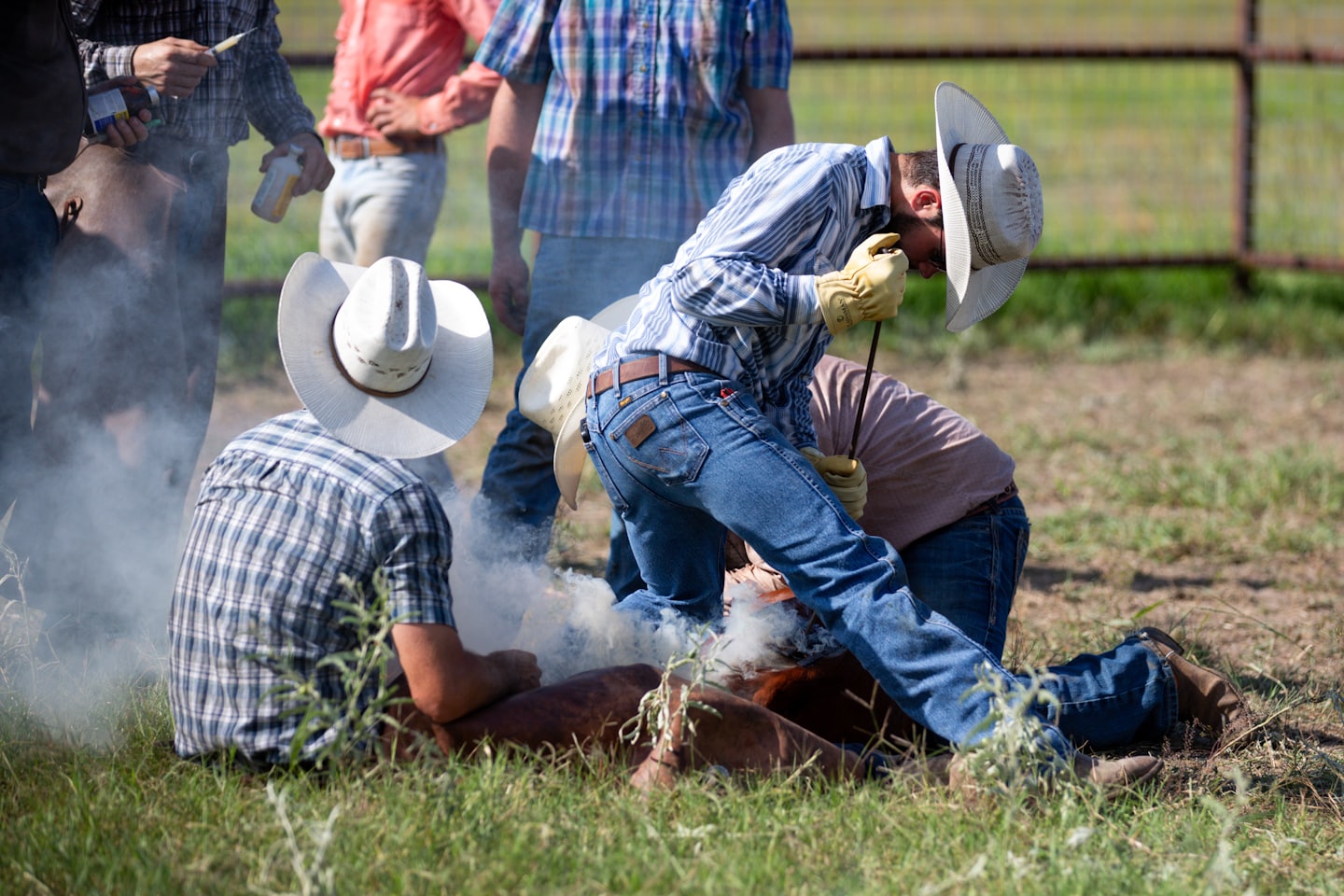Unos rancheros marcan un ternero en un campo al aire libre.