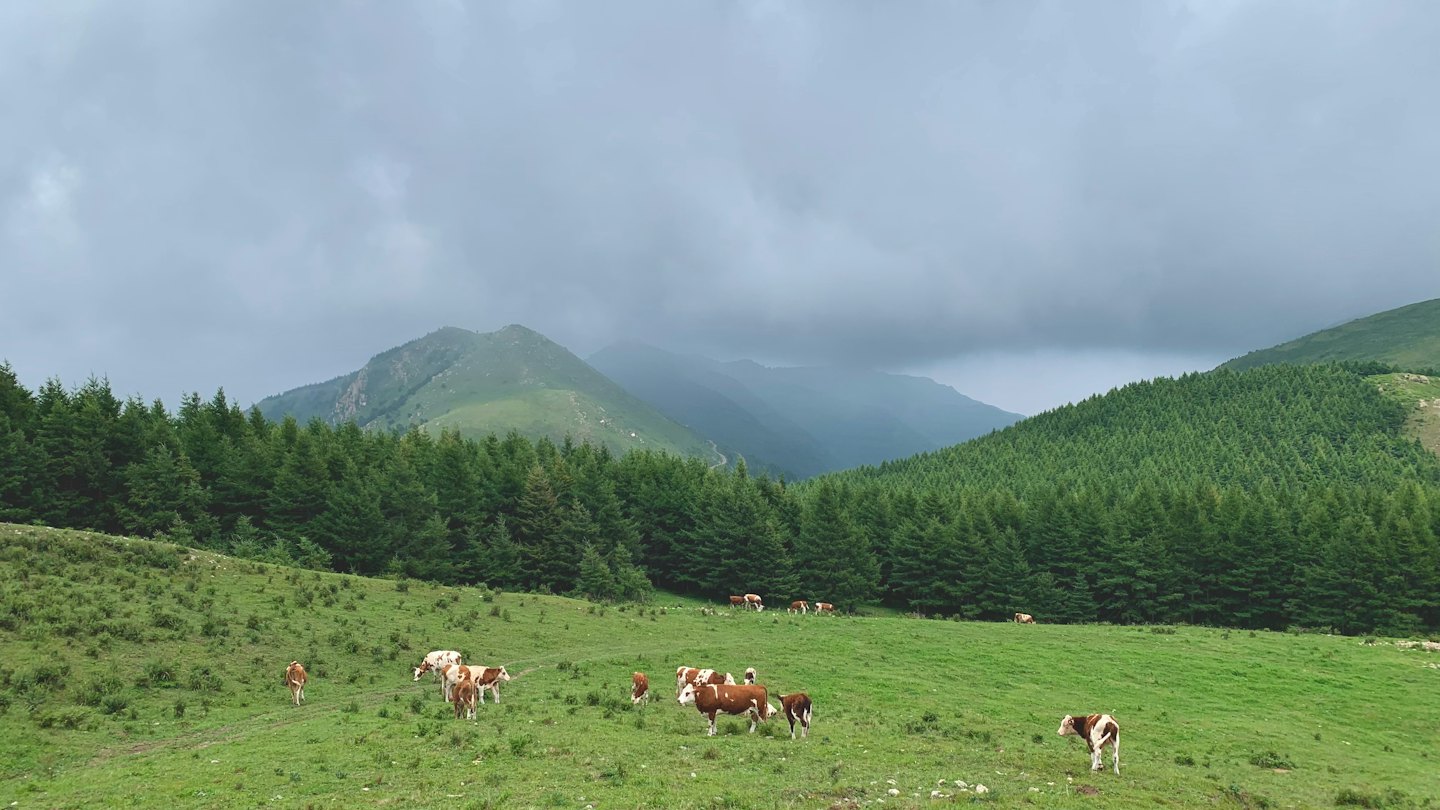 Vacas marrones y blancas pastan en una ladera verde.