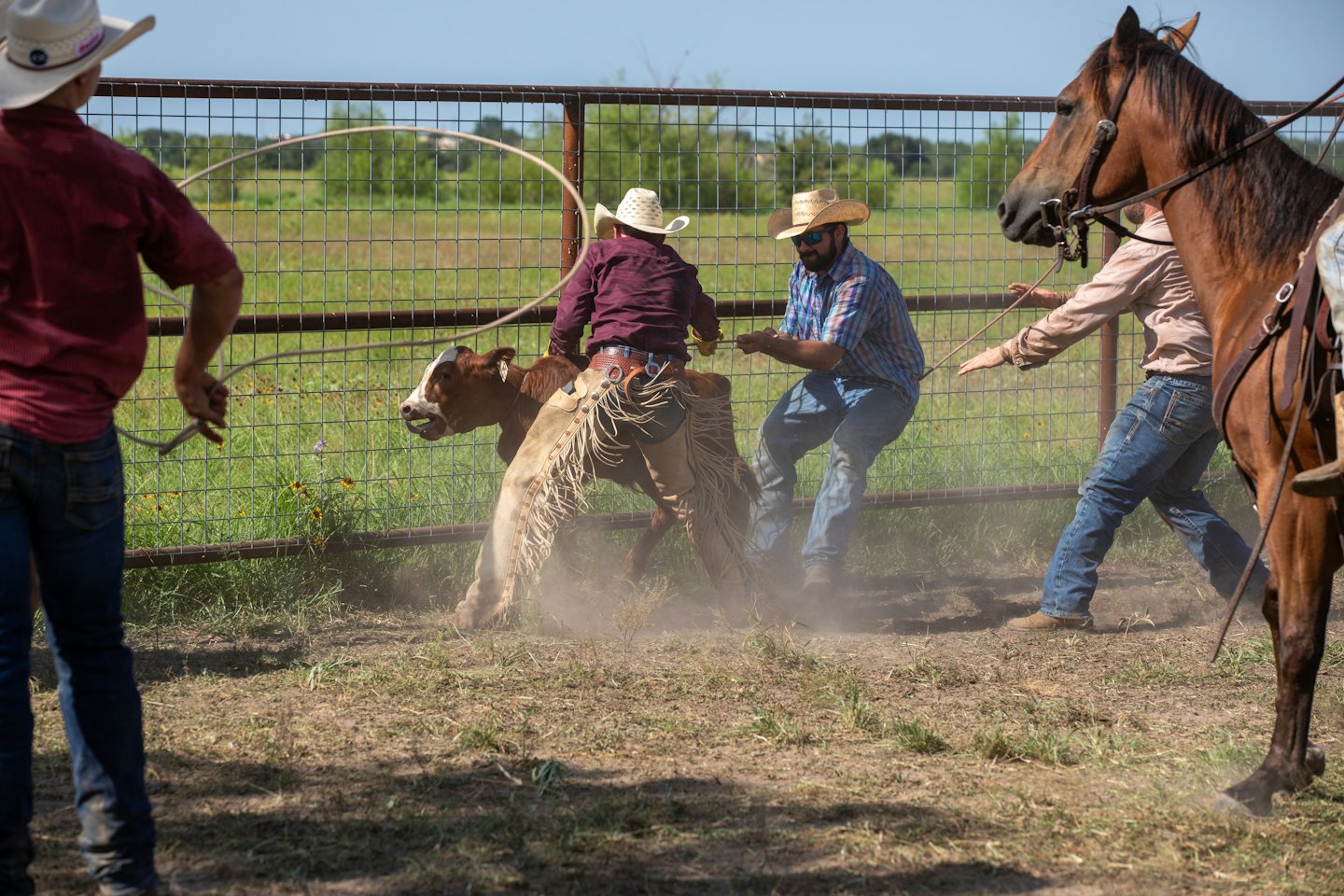 Vaqueros lazan y manejan un becerro en un corral polvoriento.
