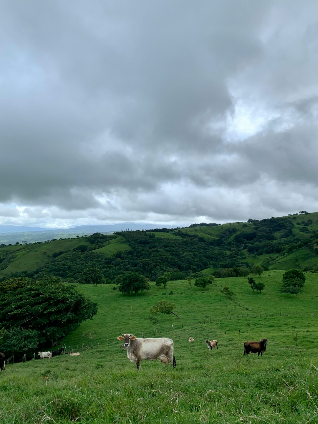 Ganado pasta en una ladera verde y frondosa con montañas a lo lejos.