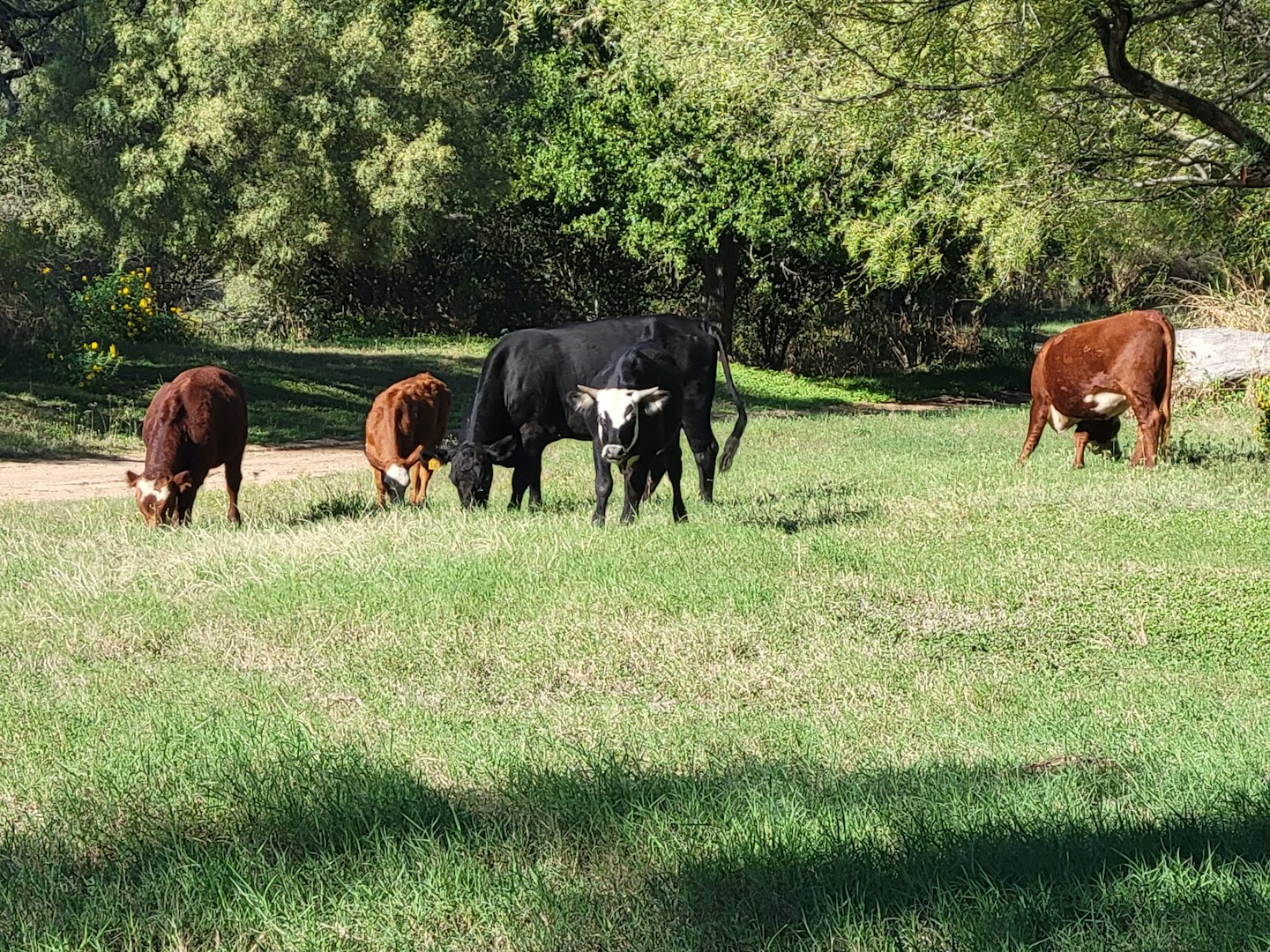 Vacas y terneros pastan juntos en un prado verde.